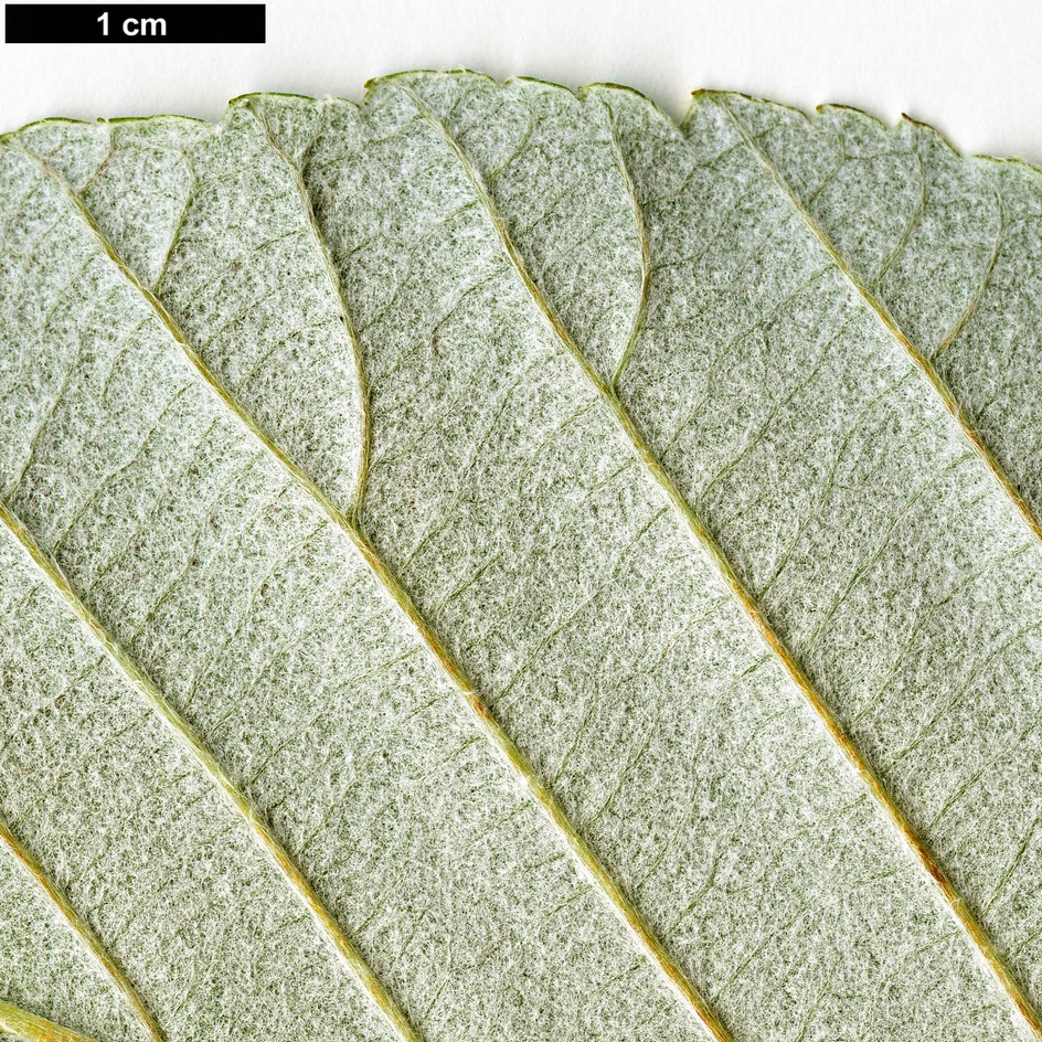 High resolution image: Family: Rosaceae - Genus: Sorbus - Taxon: sharmae
